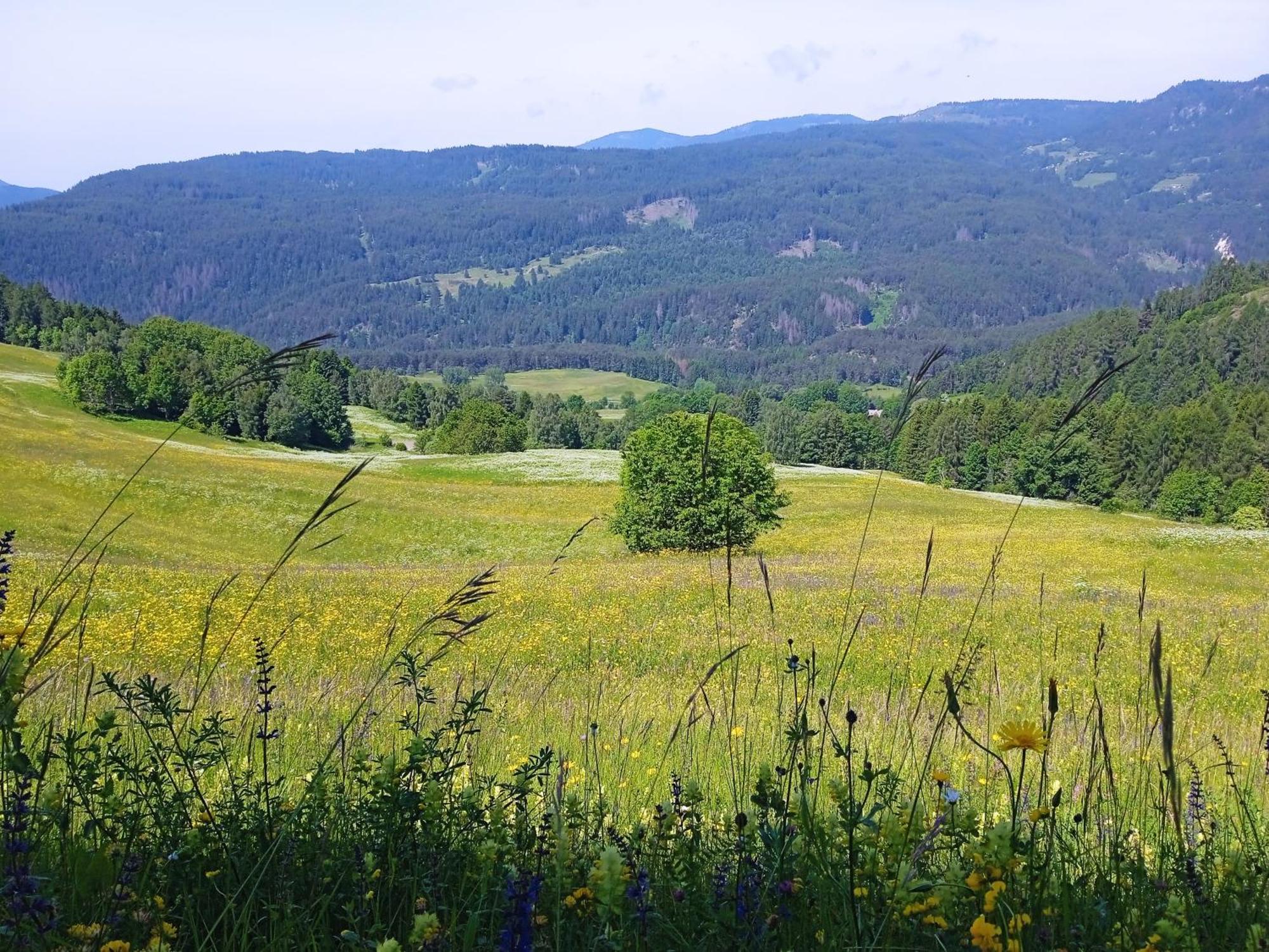 Appartamento Tiziana Val Di Fiemme Carano  Zewnętrze zdjęcie